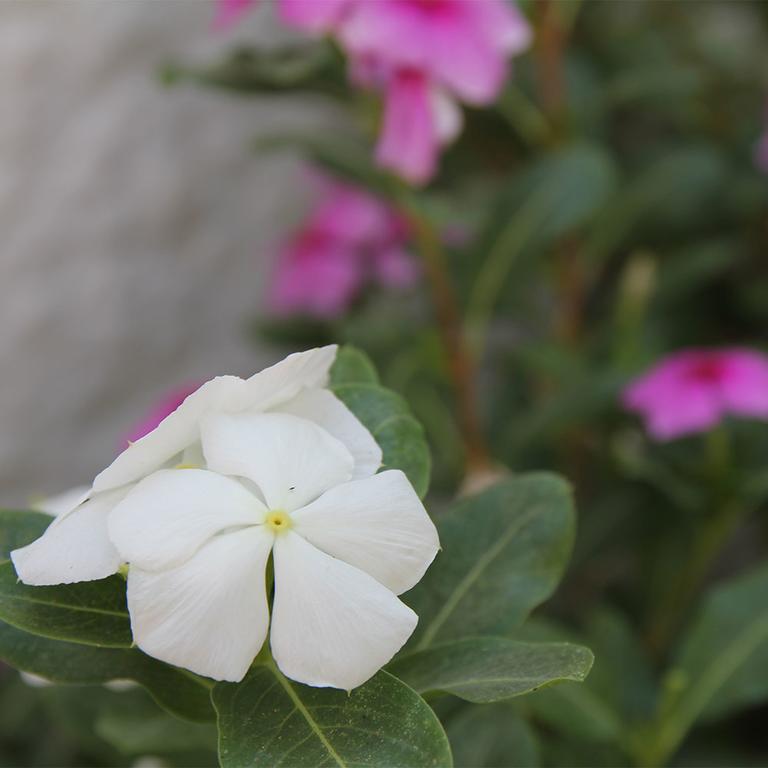 Okyanus Hotel Bodrum Exterior foto